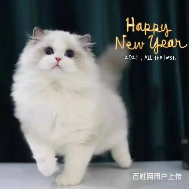 常州自家猫舍繁殖多少钱一只蓝双色布偶猫 - 图片 4
