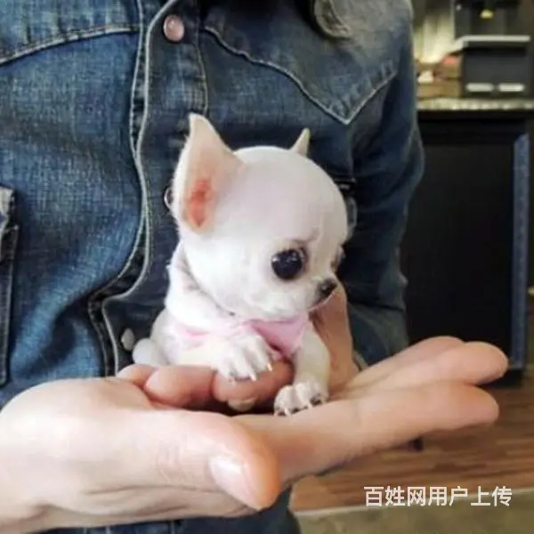 琼海卖吉娃娃的狗场，小吉娃娃多少钱一只 - 图片 8