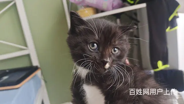 小猫找领养 - 图片 3