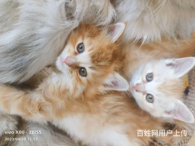 自家宠物猫生的宝宝 - 图片 1