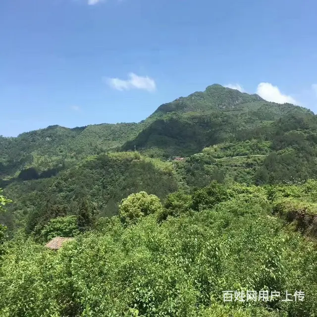 （极 致）武义大溪口的承包土地欲转让经营权！接手即可营业 - 图片 4