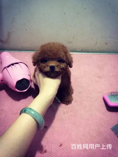 纯种红色泰迪 灰色泰迪 玩具体泰迪 售后有保障 - 图片 8