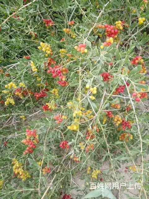 新疆白刺果种植基地 白刺果种子市场价格 人工种植白 - 图片 1