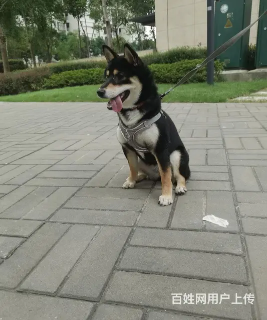 柴犬 好心人收养 - 图片
