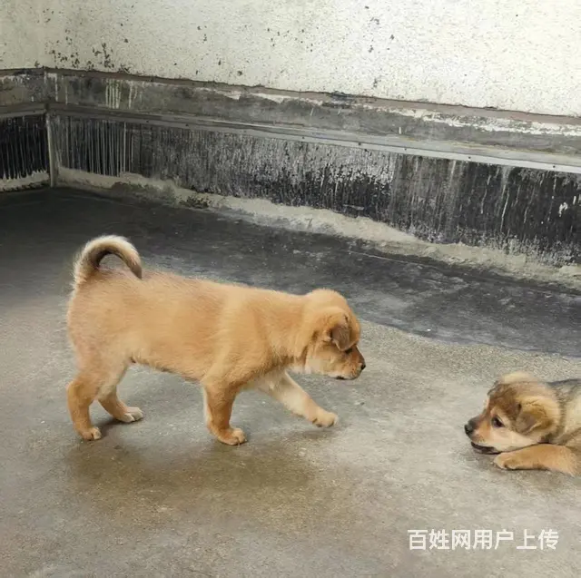家养柴犬小狗出售，有需要的朋友与我联系。2个月 - 图片 3