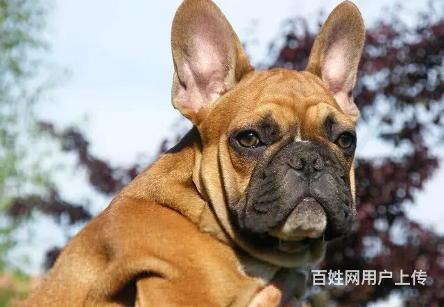 出售法国斗牛犬 家养法牛幼犬 纯种法牛犬价格 - 图片 3
