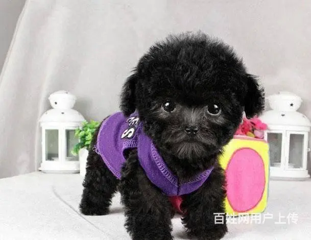 广州纯种迷你贵宾犬价格 狗舍直销 包纯种健康签协议 - 图片 12