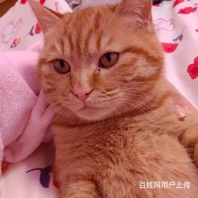 家养橘猫找个好人家 - 图片 2