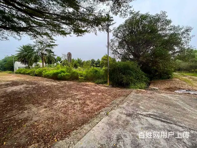 从化区鳌头镇有180亩平地绿化场苗圃场整体转让 - 图片 11