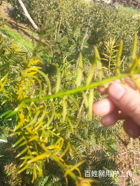 珍珠白、象牙白香榧苗出售 - 图片 2