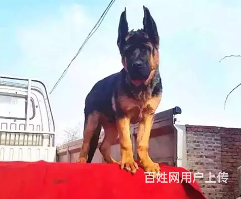 纯种德牧 ，身躯线条流畅，头方骨量足，纯种德牧 - 图片 2