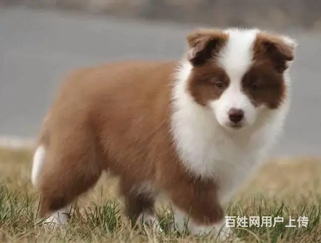 边牧 出售边境牧羊犬幼犬 疫苗三针做齐 - 图片 7