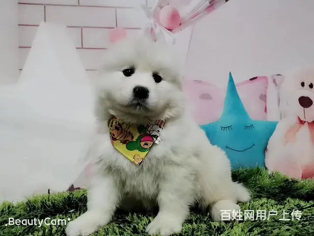 六安本地萨摩耶犬舍，本地萨摩耶在哪里 - 图片 6