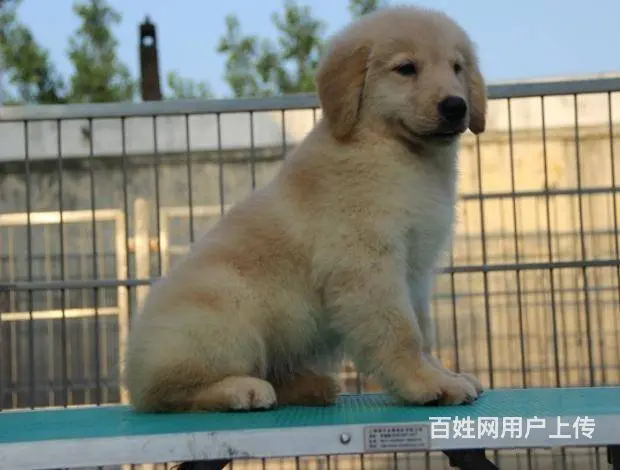 售纯种金毛猎犬 黄金猎犬母狗幼犬 欢迎选购 - 图片 7