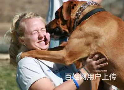 常州宠物狗训练，边牧怎么训练 - 图片 4