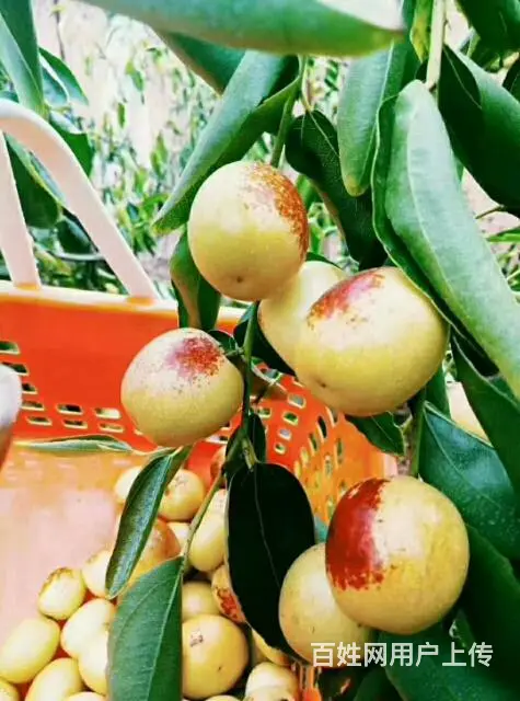 大荔贡品冬枣 - 图片 4