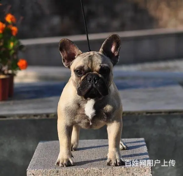 纯正法国斗牛犬，专业繁殖血统纯正，三年质保协议 - 图片 9