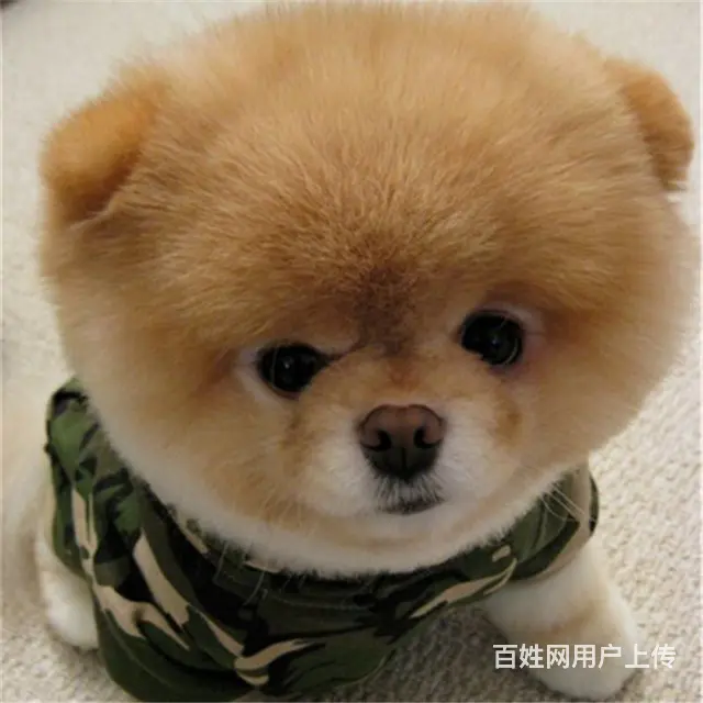 七台河纯种博美去哪儿卖▲纯种博美犬舍 - 图片 11
