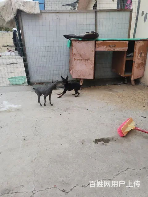 纯种小体鹿犬，品相自观，价格不高，联系议价。 - 图片 2