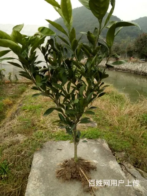 出售涌泉宫川无核蜜桔1-3年树苗 - 图片 11