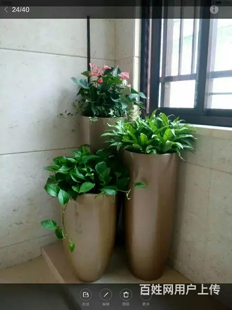 厦门绿植租赁、绿化工程、绿植养护、办公室绿植 - 图片 7