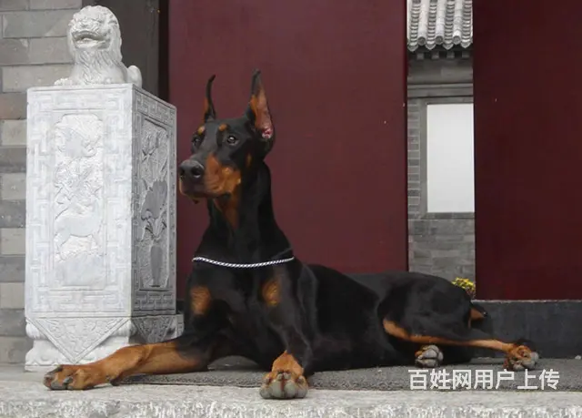 专业繁殖高品质杜宾幼犬 纯种杜宾犬多少钱 - 图片 5
