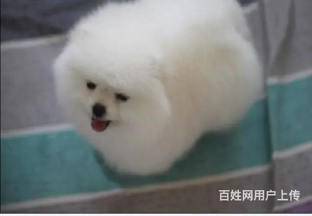 主推小体博美幼犬 熊版博美宝宝品质有保障 - 图片 1