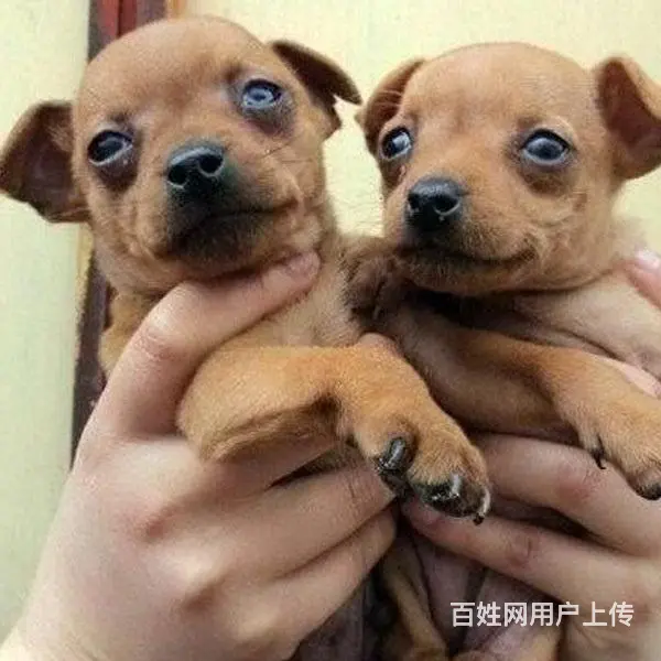 滨州南京有哪些小鹿犬购买渠道  小鹿犬如何可以买到 - 图片 10