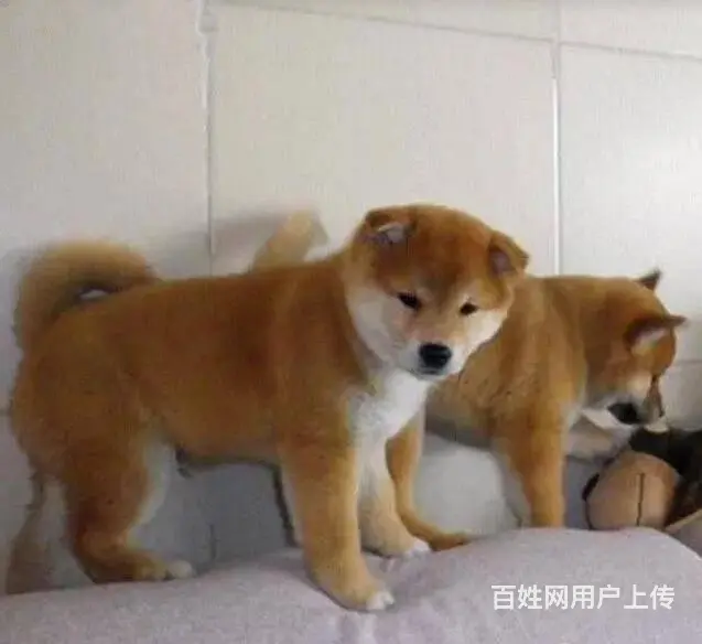 纯种日本柴犬 幼犬聪明可爱上门挑选送狗粮 - 图片 3