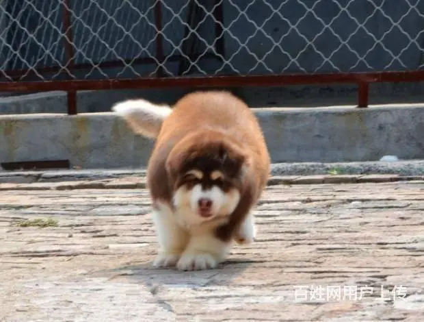 巨型 红色 黑色 阿拉斯加雪橇犬犬舍诚信出售 - 图片 4
