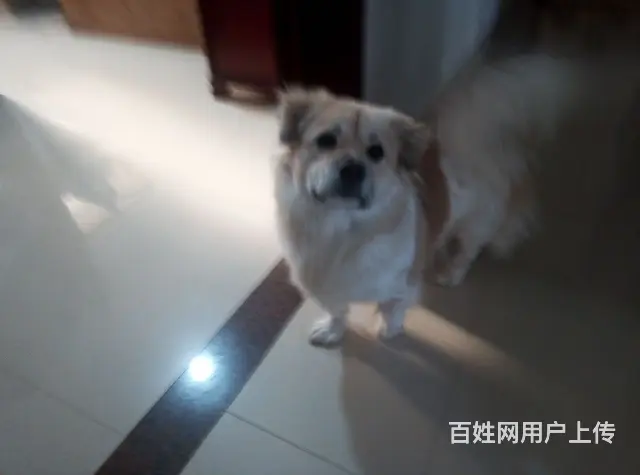 给自己小狗一个家 - 图片 6