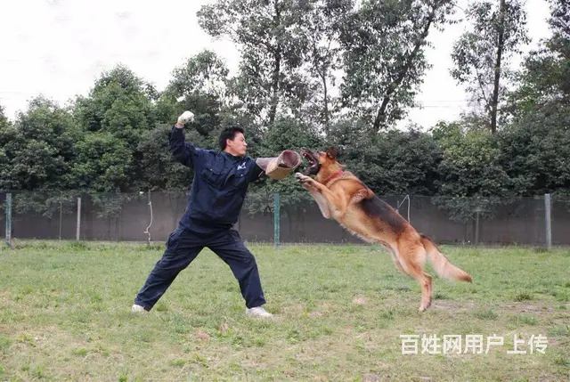 成都狗狗寄养-勇军宠物寄养 - 图片 4