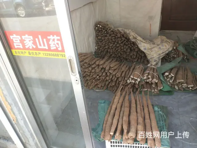新城细毛山药 - 图片 1