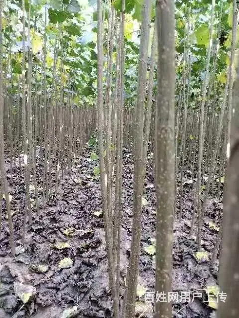 威海精品杨树苗供应//优质107杨树苗出售 - 图片 4