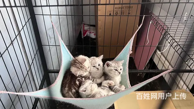 超级漂亮的银渐层和布偶猫的小崽崽，柔软、细腻、温顺 - 图片 3