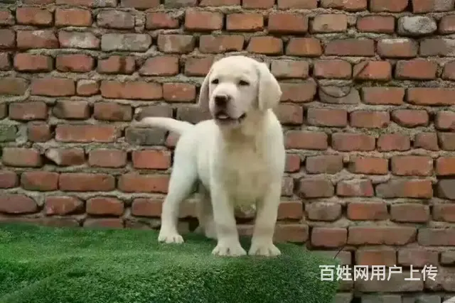 纯种拉布拉多幼犬 大骨骼, 拉布拉多 ,健康保 - 图片 10