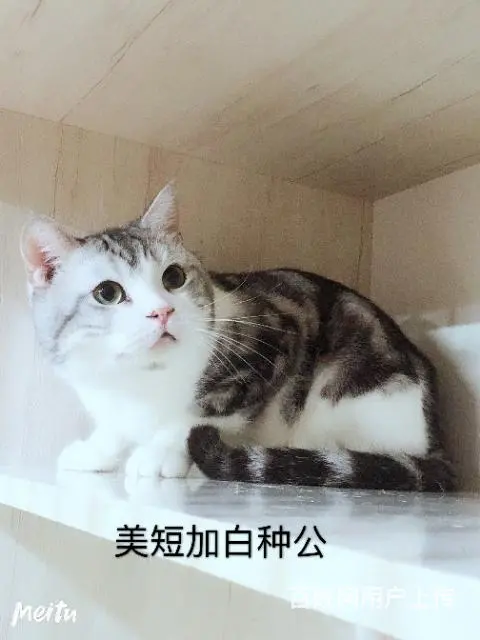 标斑矮脚借配 - 图片 2