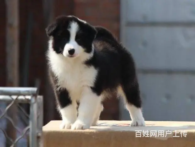 纯种边境牧羊犬哪里可以买到、边境牧羊犬幼犬多少钱一 - 图片 6