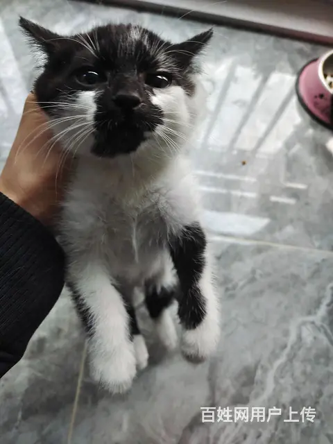 猫咪领养｜聪明小猫寻主人 - 图片 3
