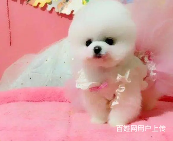 专业繁殖纯种球体哈多利博美 体型好 毛色好 - 图片 7