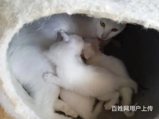 自家养的猫寻找有爱心的人领养 - 图片