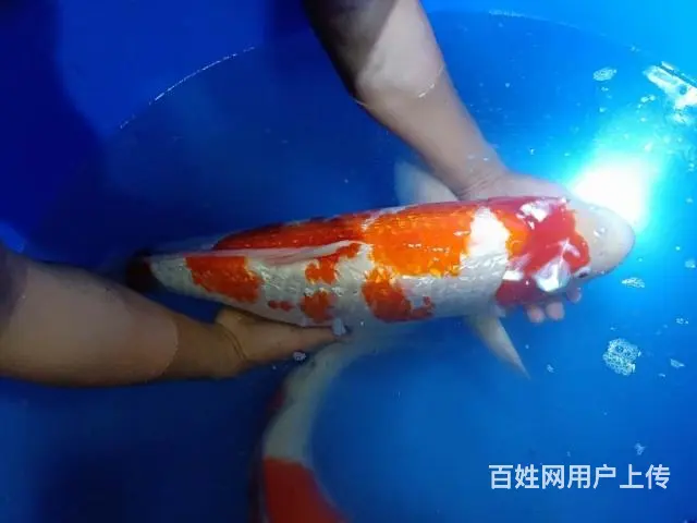 苏州永乐日本锦鲤养殖场 - 图片 4