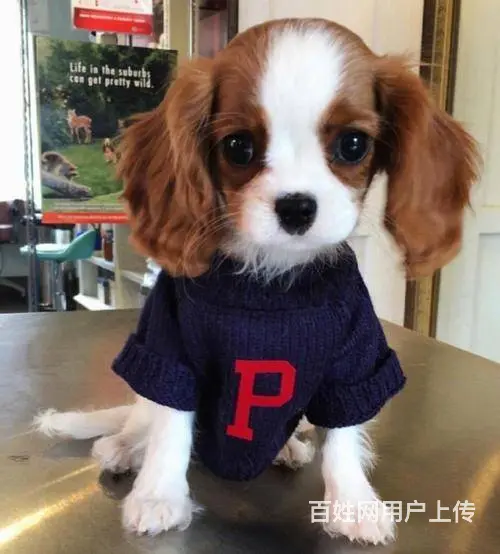 专业繁殖查理王小猎犬狗场出售骑士查理王英国女 - 图片 6