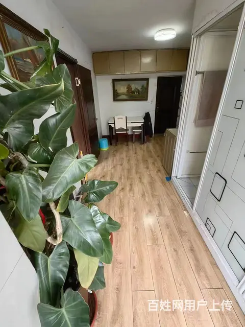 出租花鸟鱼市市医院汉口街北门口4楼50平一室精装家具家电全 - 图片 4