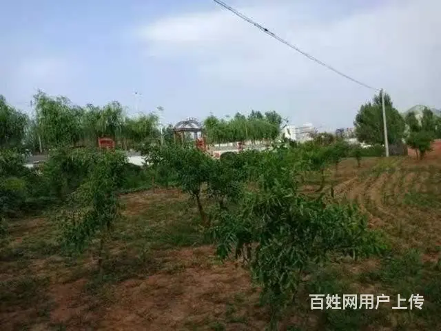 低价出售！急急急！房屋土地5.5亩，枣树梨树 - 图片 4