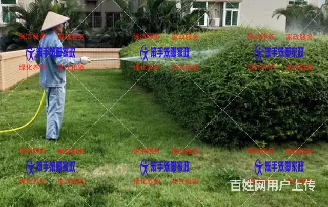 厦门绿植出租树木修剪 - 图片 1