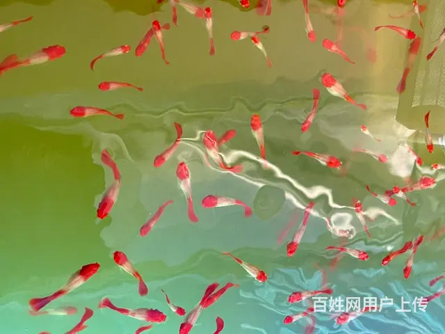 鸿运当头 - 图片 2