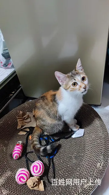 小橘猫找人领养 - 图片 1