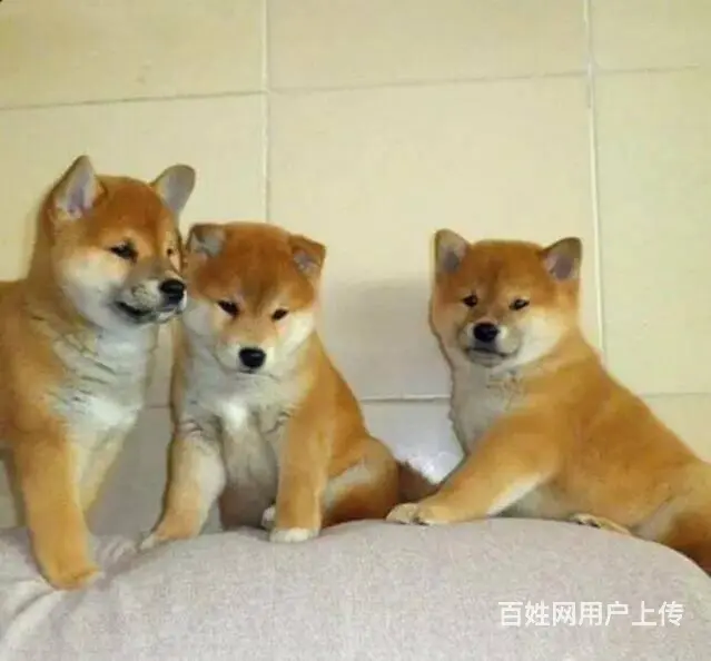纯种日系柴犬 专业犬舍繁殖 微笑表情包签协议包健康 - 图片 7