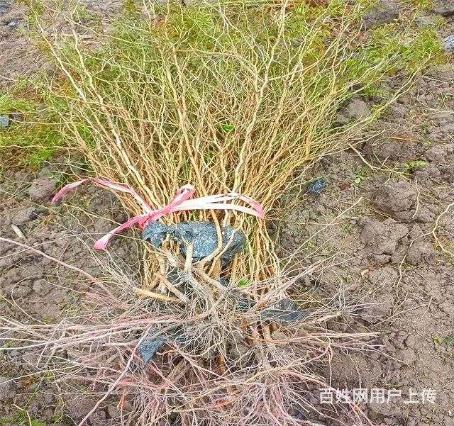 刺梨苗，刺梨树苗，刺梨小苗，刺梨果苗 - 图片 7